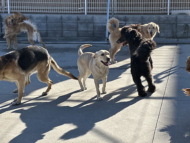 ふれあい風景大型犬